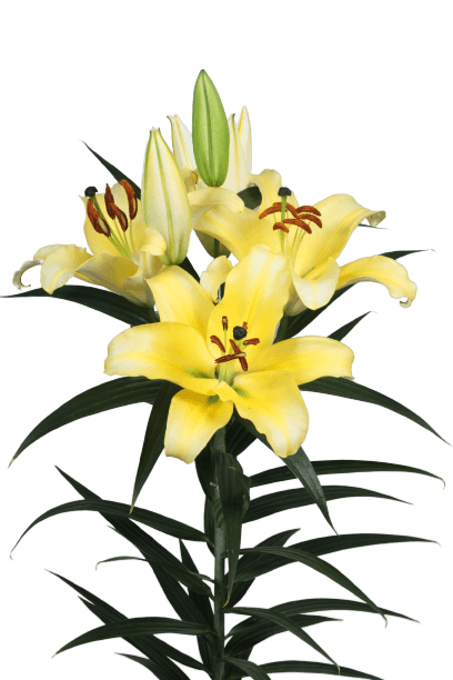 Robella Lilium