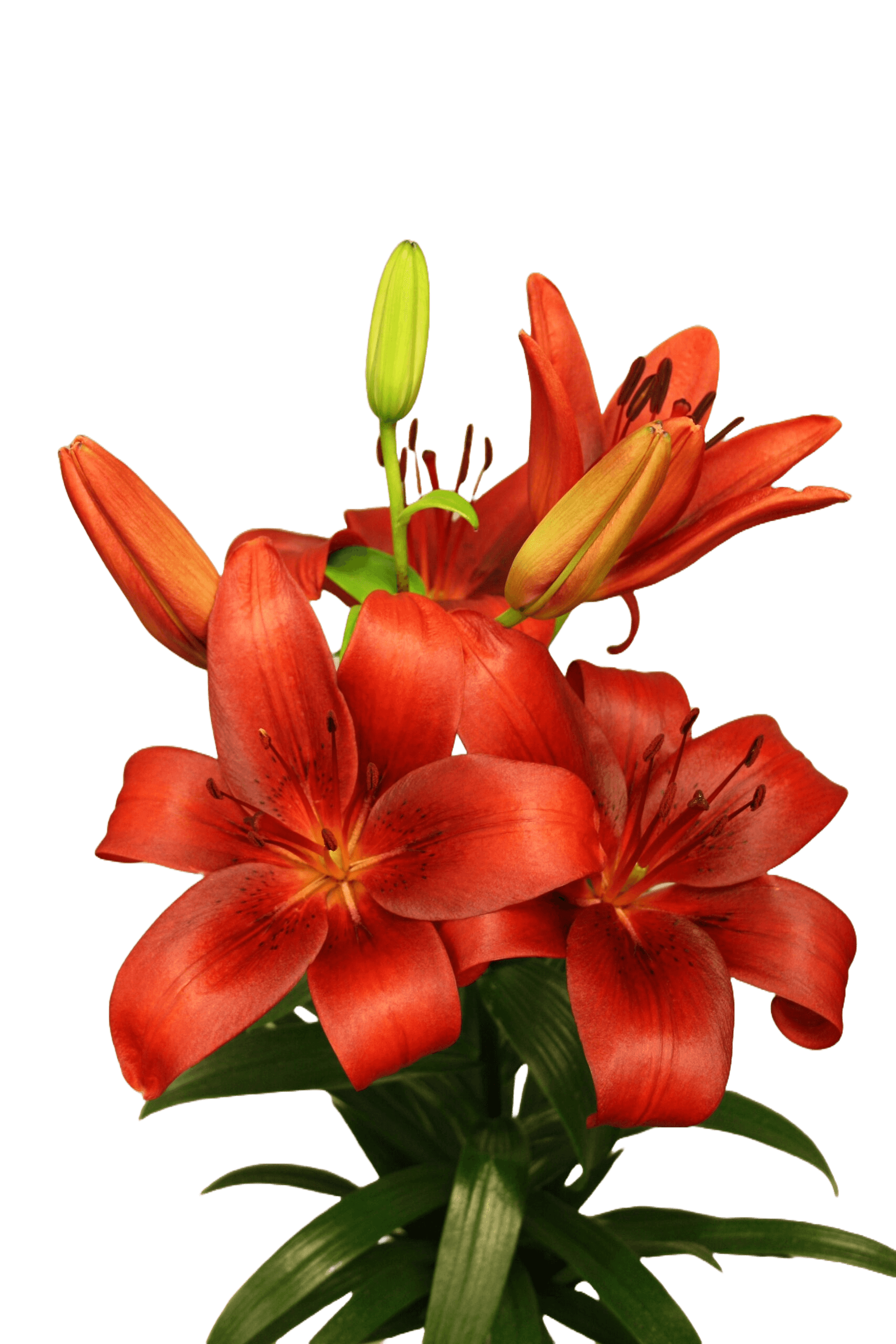 Nilus Lilium