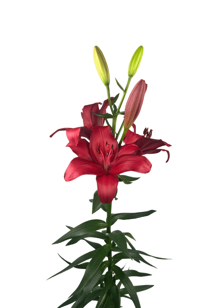 Houston Lilium
