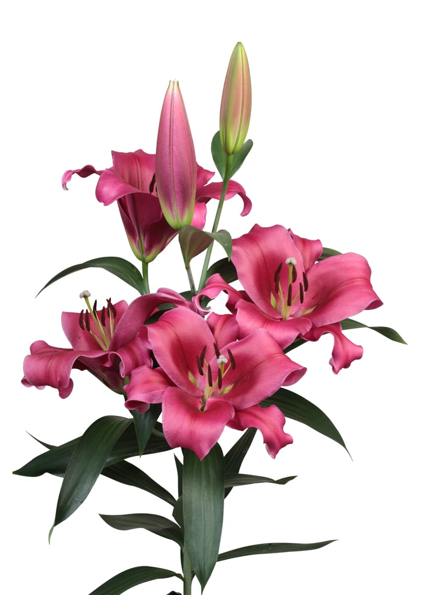 Dali Lilium