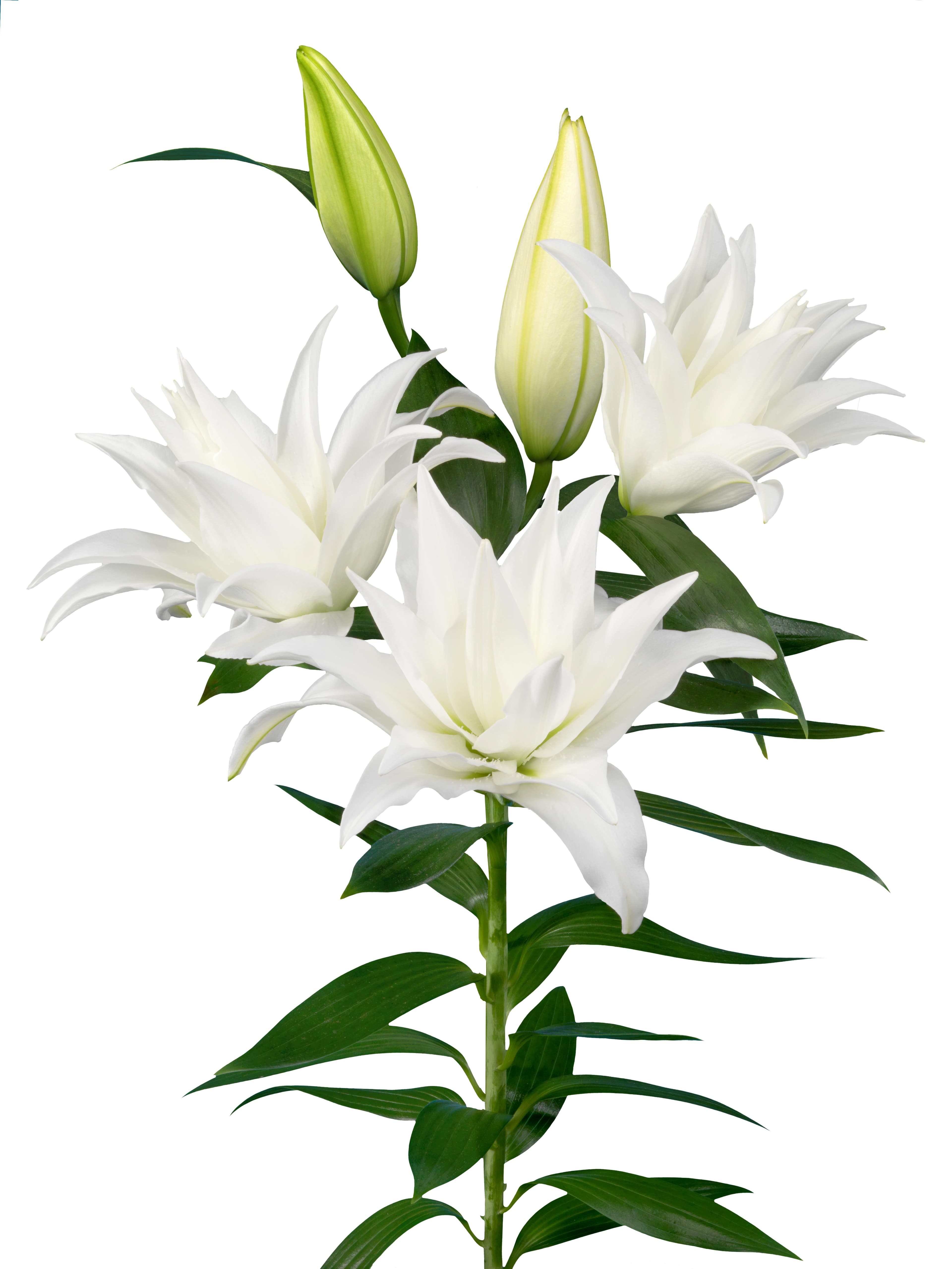 Roselily Tanya Roselily Lilium