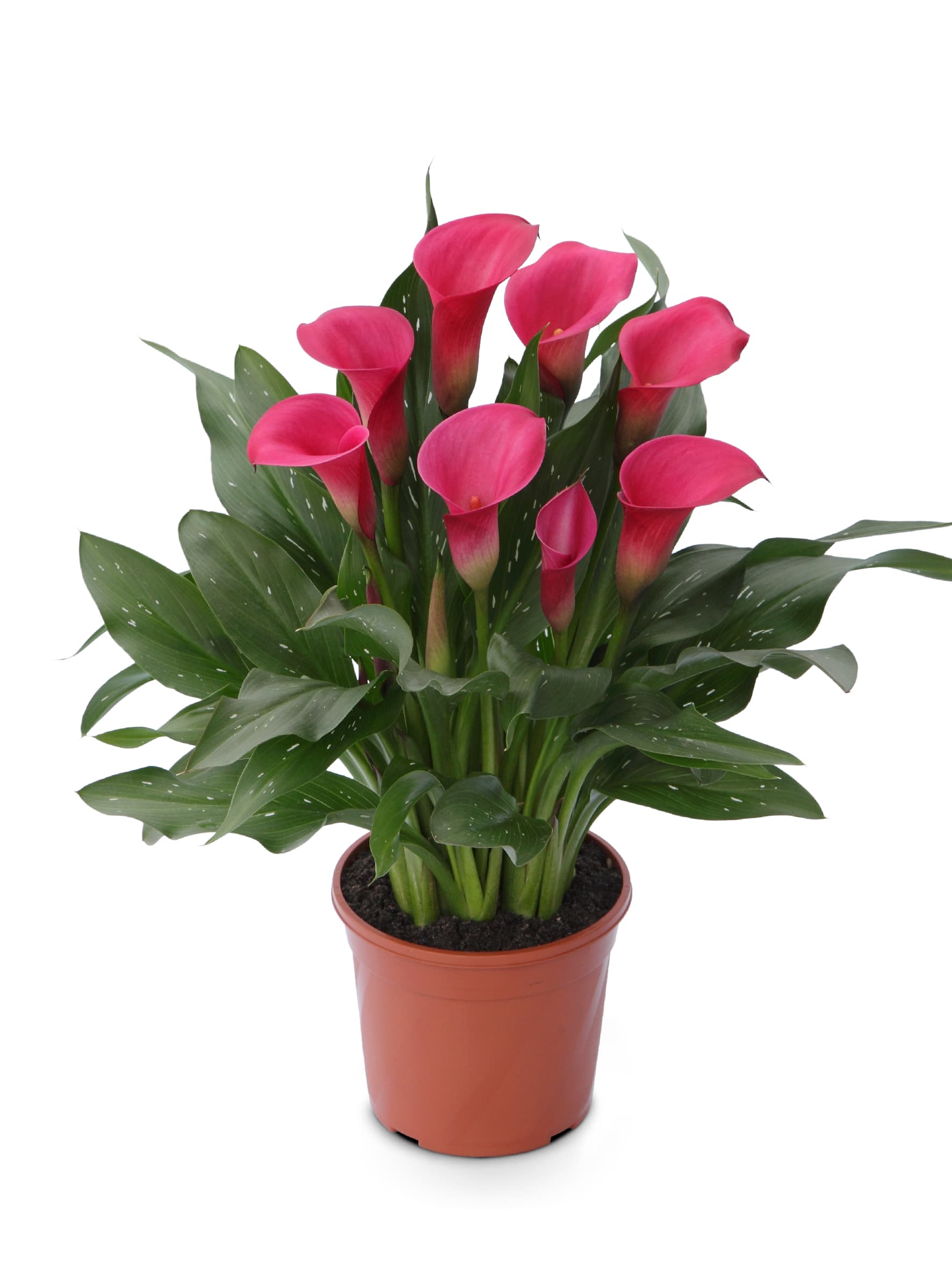 Zazu Zantedeschia