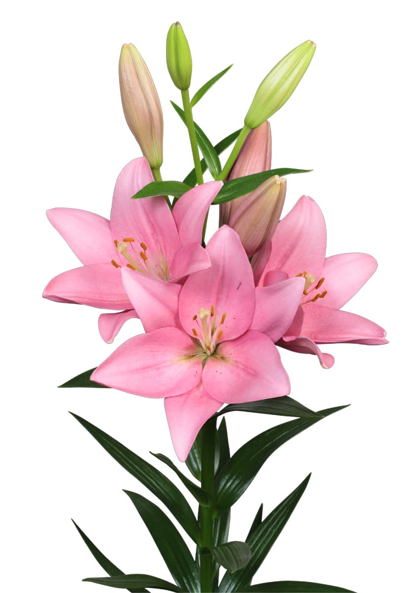 Florida Lilium