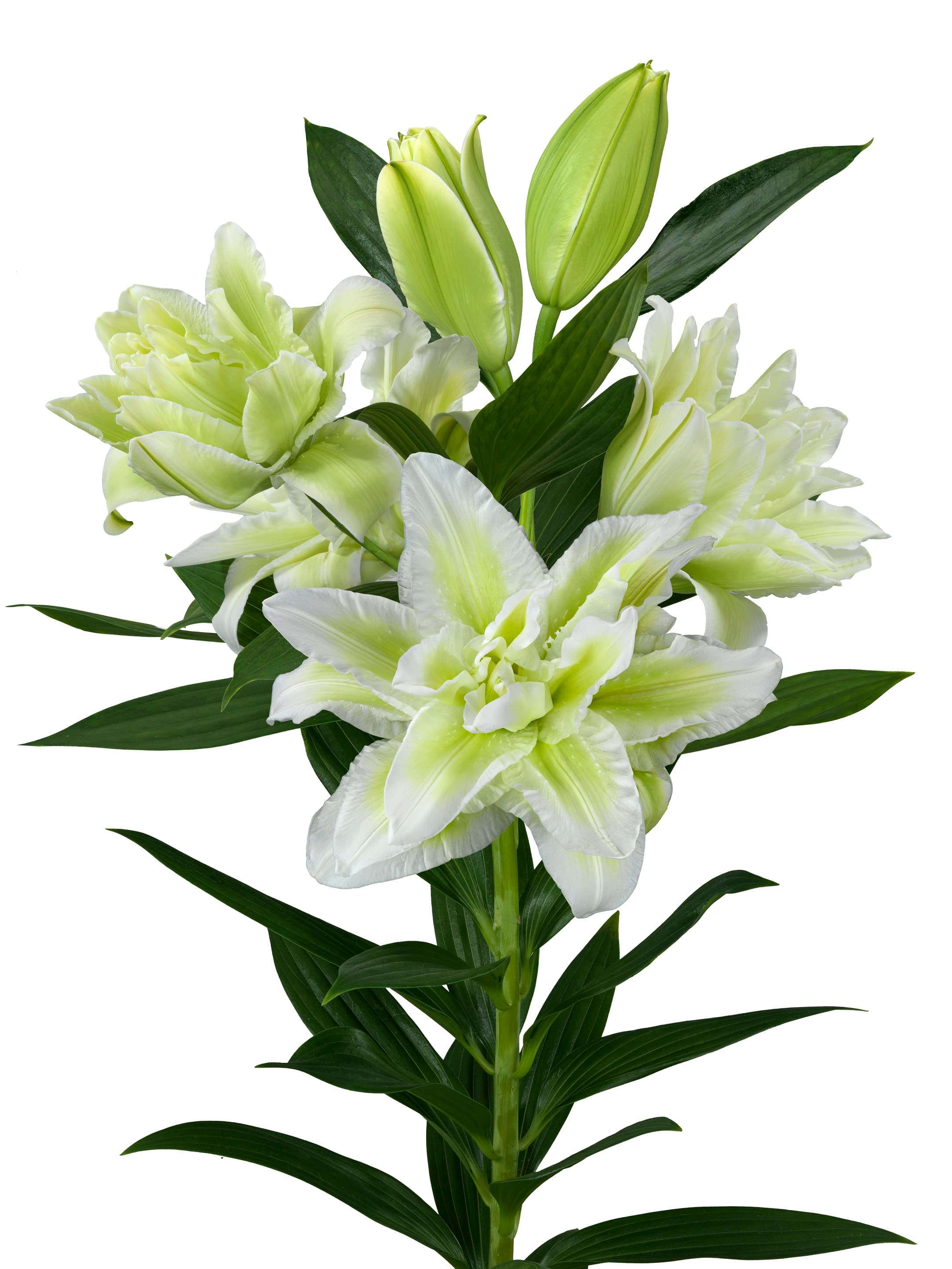 Roselily Joella Roselily Lilium