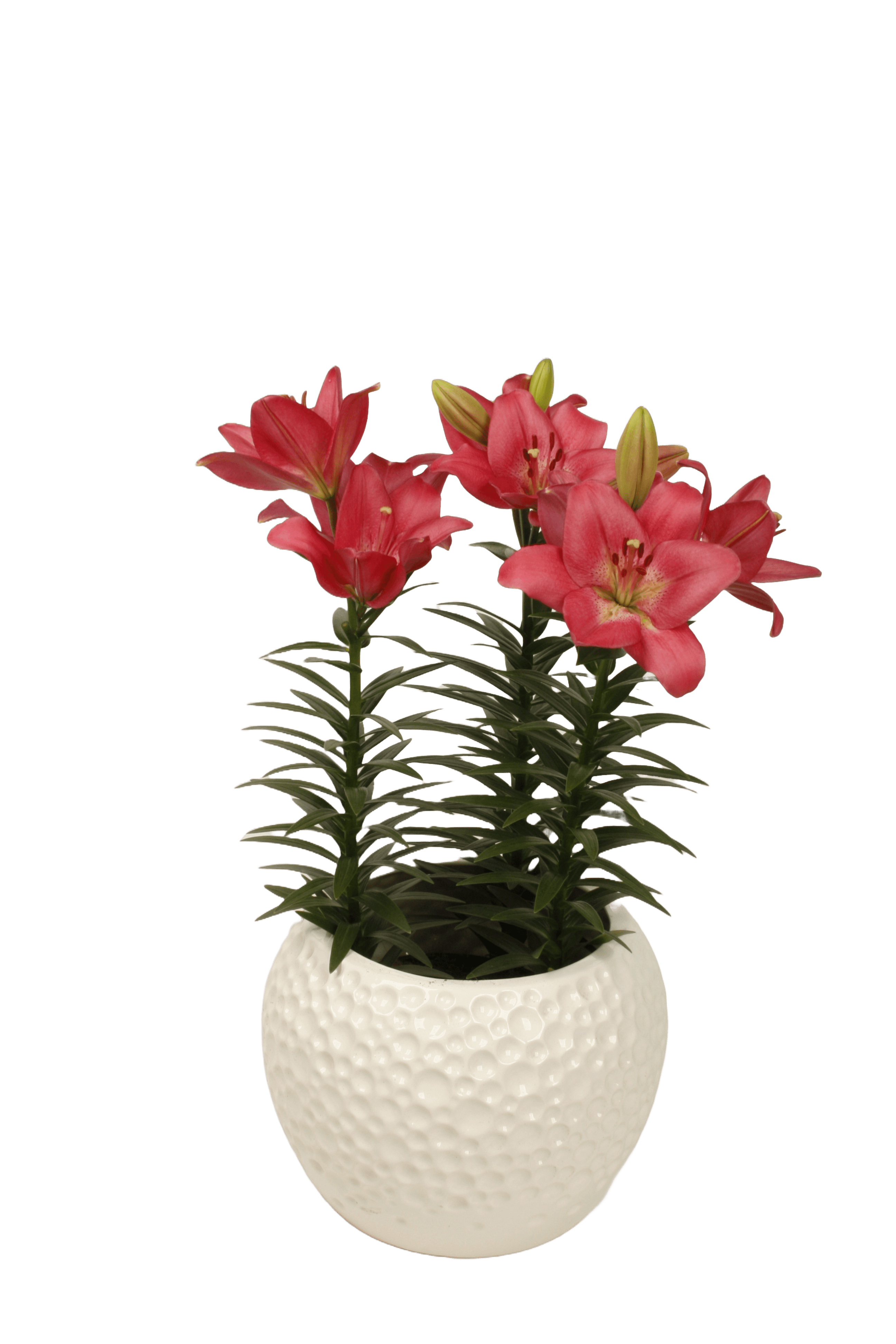 Summer Silk Lily Looks Lilium