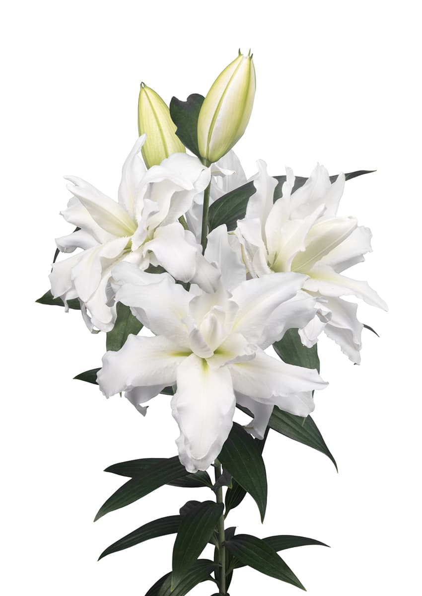 Roselily Rafaela Roselily Lilium