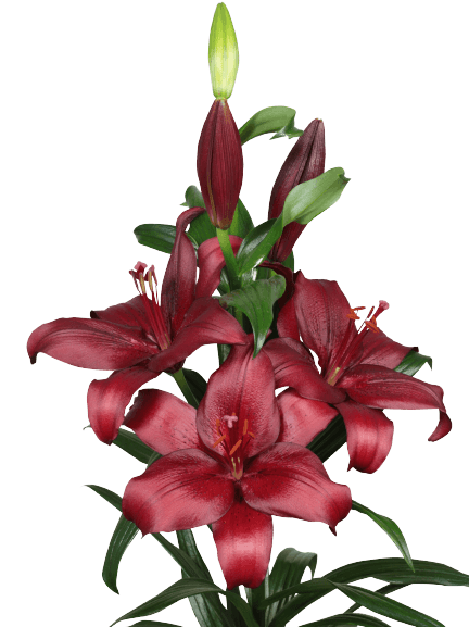 San Sebastian Lilium