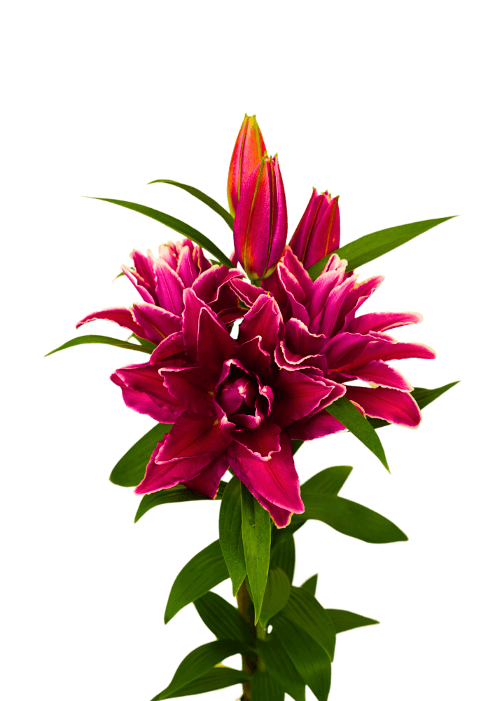 RL Gunda Roselily Lilium