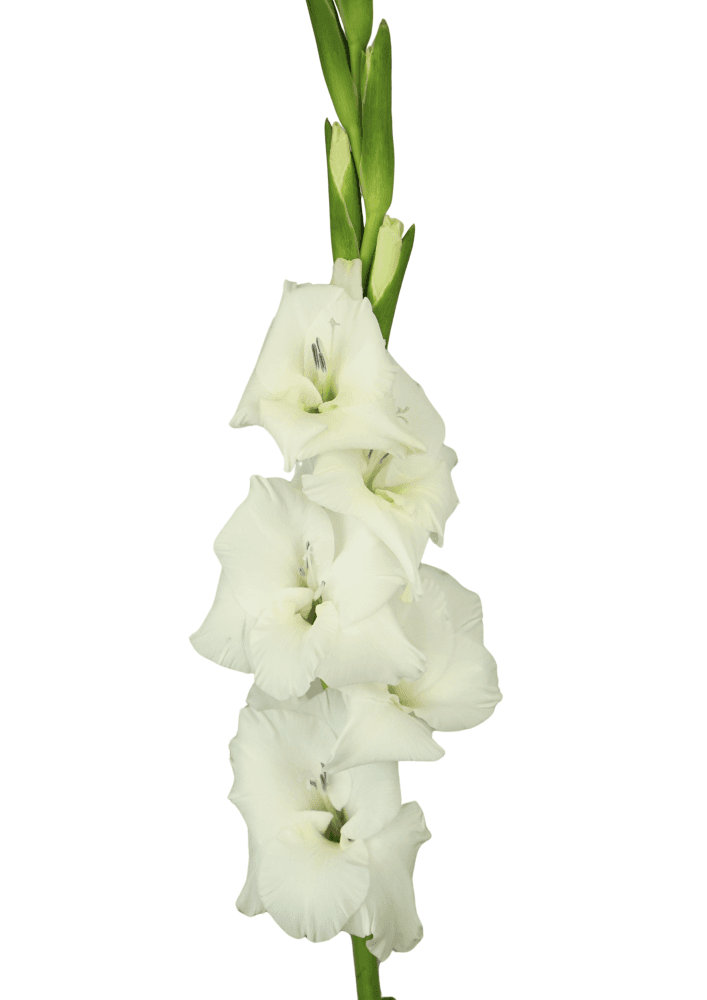 Mount Victoria Prisma Gladiolus Gladiolus