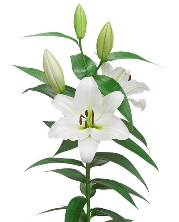 Monte Bianco Lilium