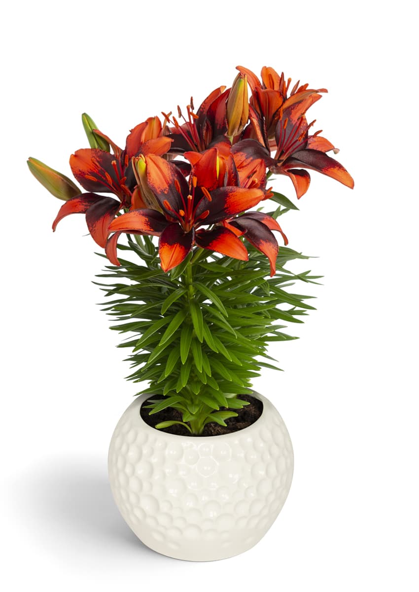 Tiny Ink Lily Looks Lilium