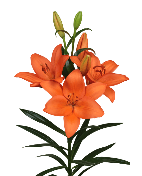 Sonetto Lilium