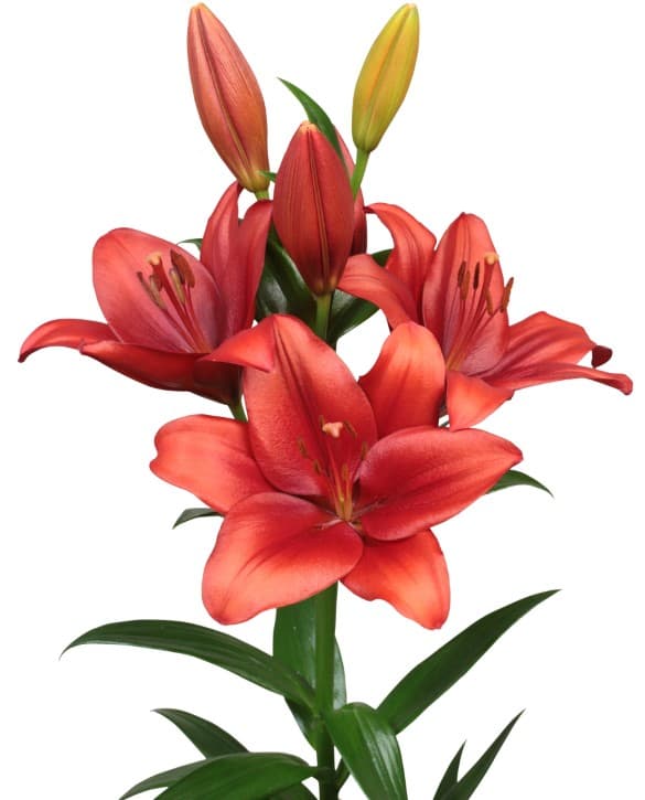 Bradano Lilium