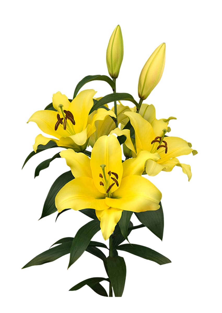 Outback Lilium