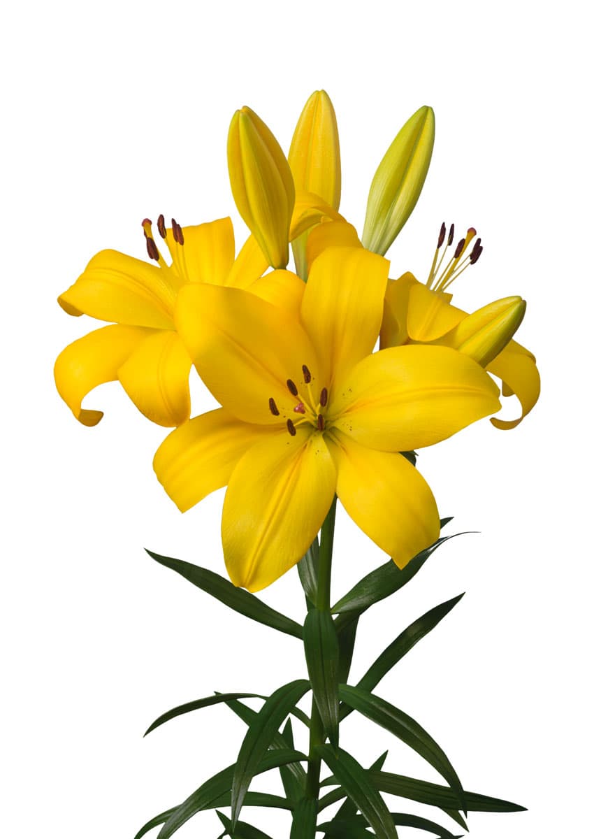 Hinault Lilium