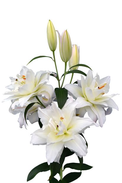 Snowboard Lilium