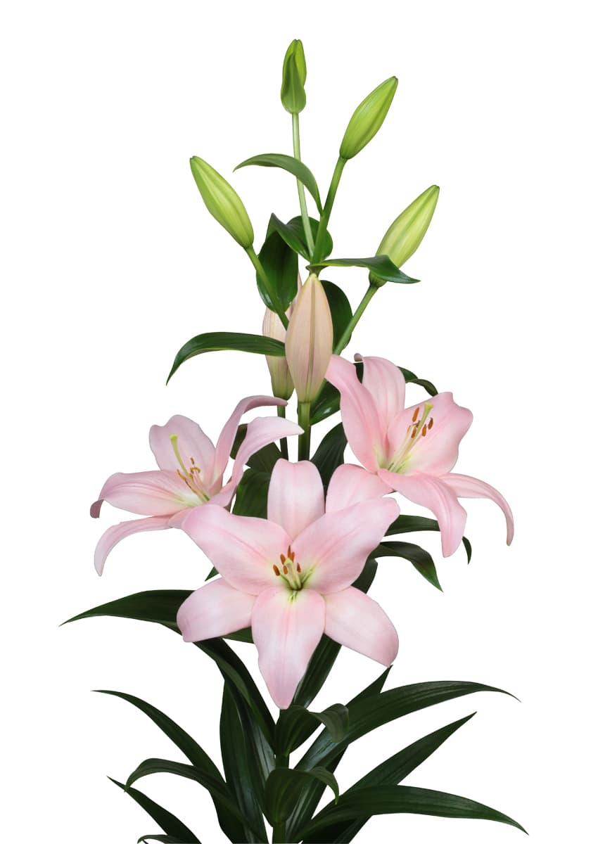 Pigalle Lilium