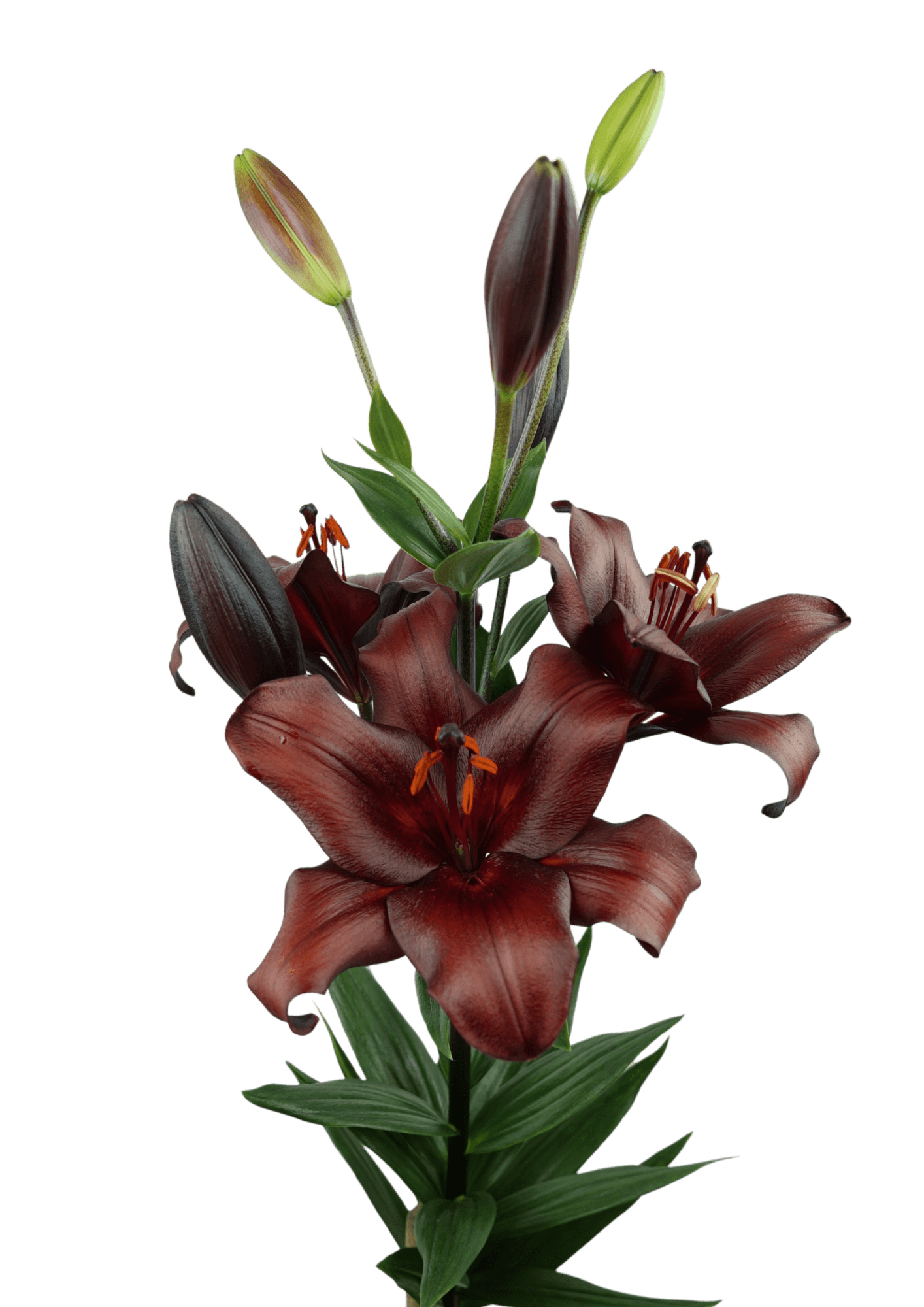Escape Lilium