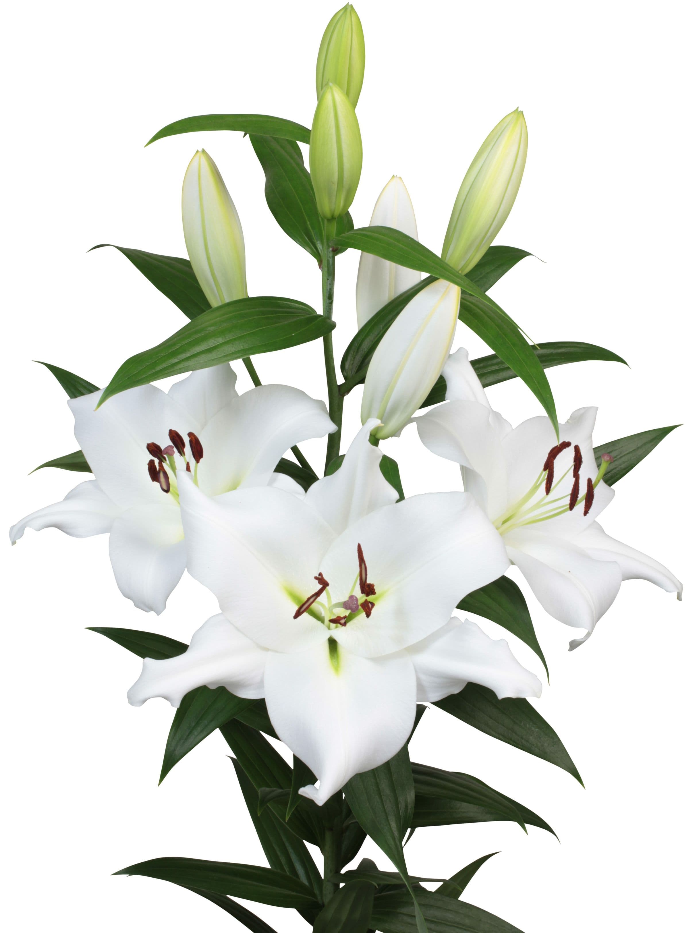 Biscarrosse Lilium