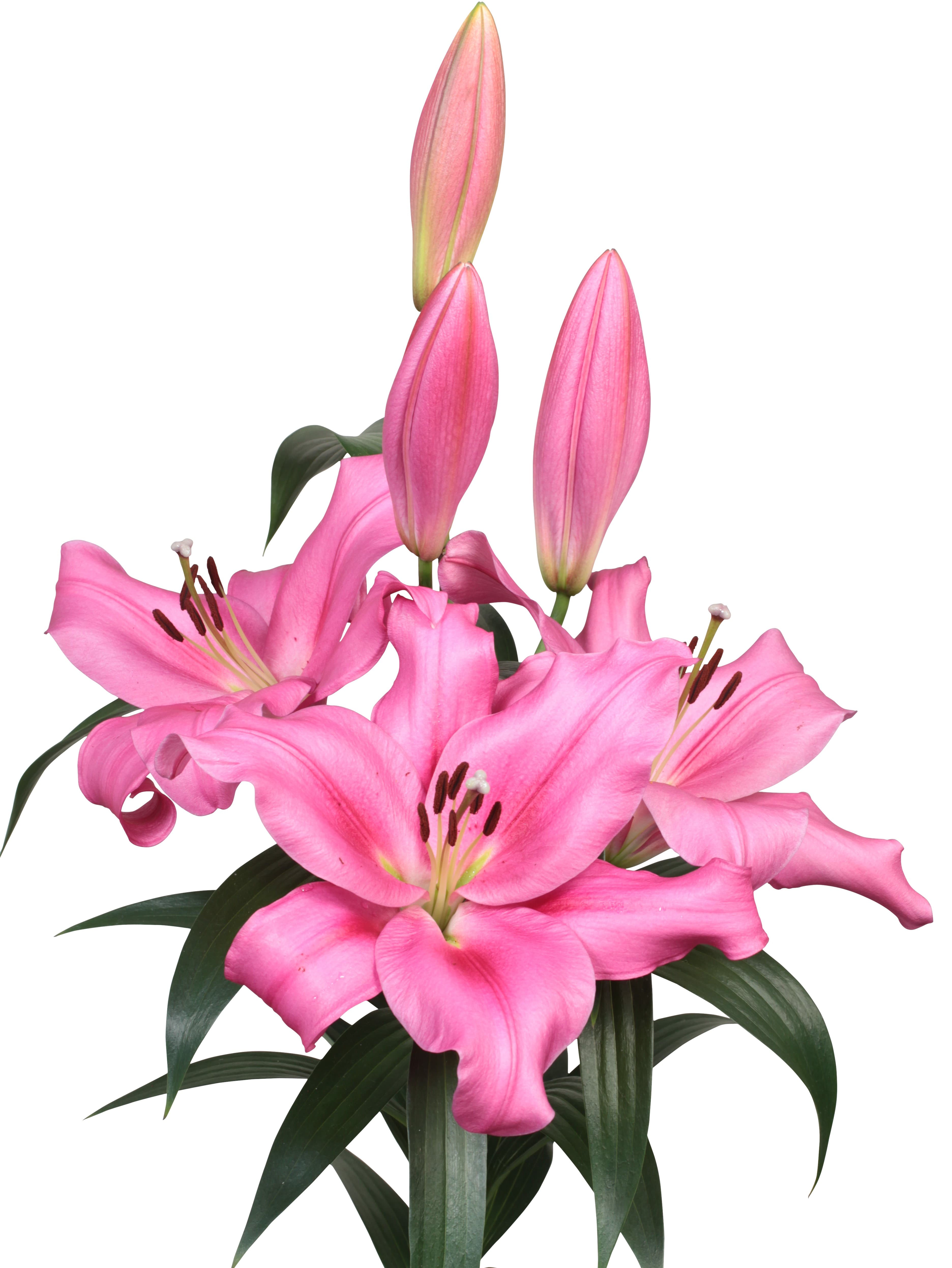 Veneto Lilium