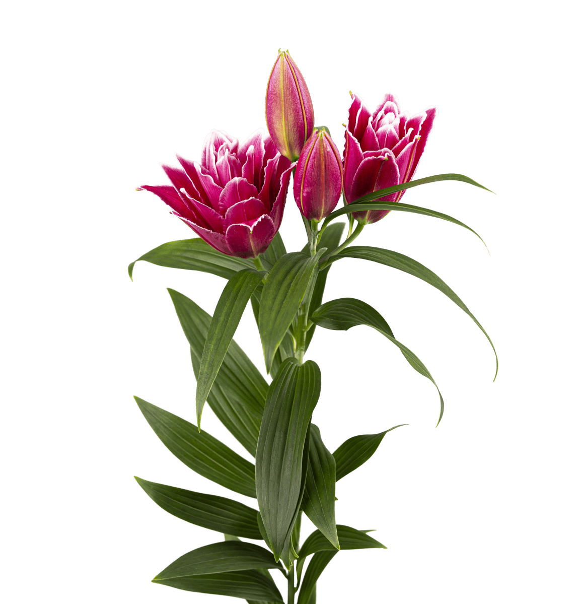 RL Celsa Roselily Lilium
