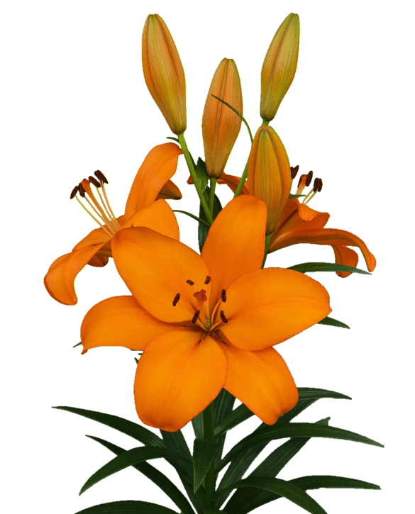 crodino Lilium