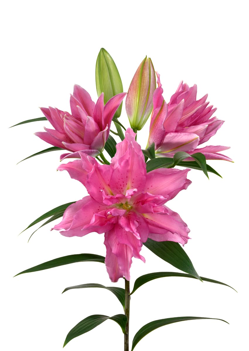 Roselily Gisella Roselily Lilium