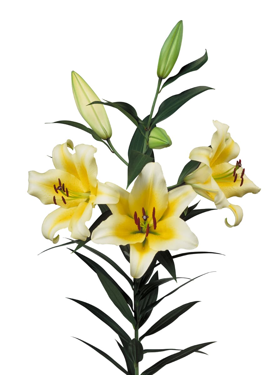 Manissa Lilium