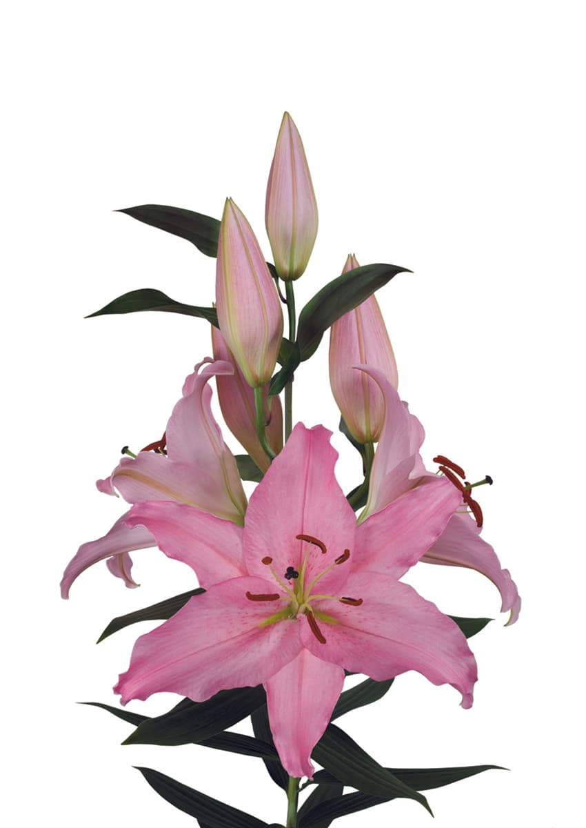 Mistero Lilium