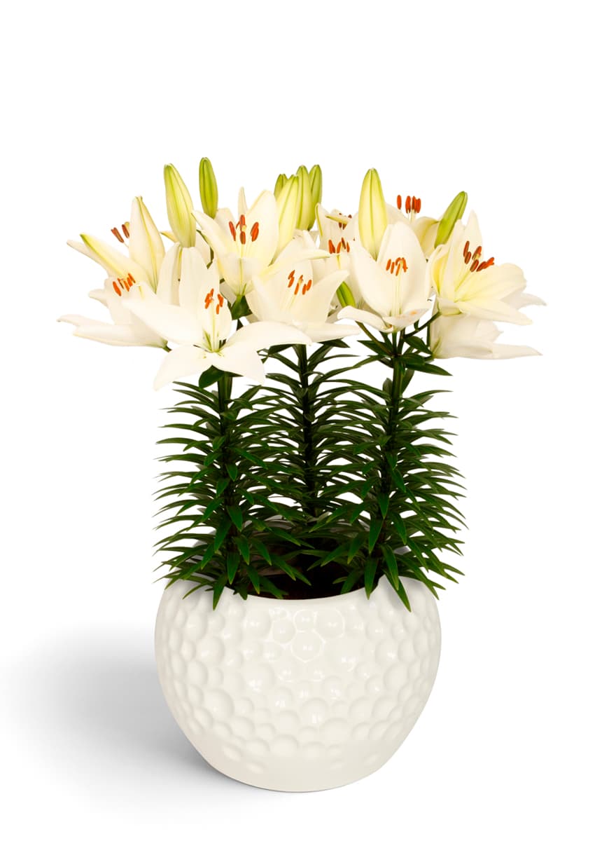 Tiny Crystal Lily Looks Lilium