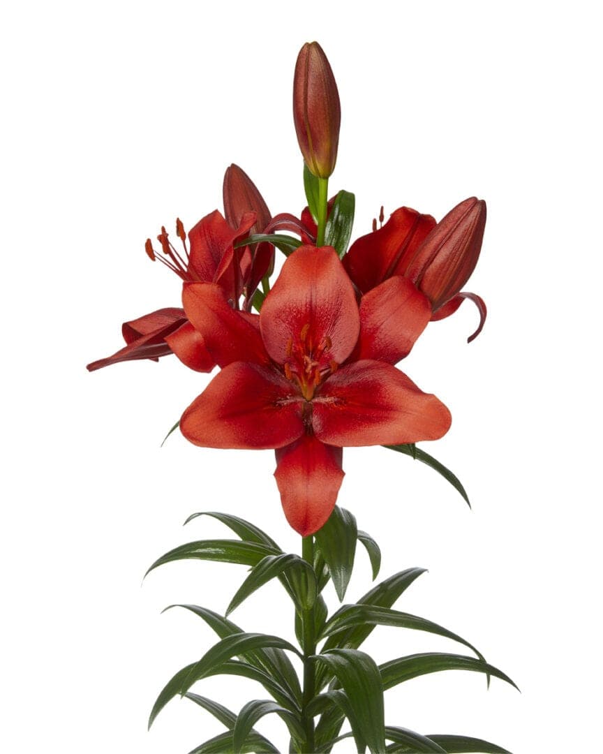 Redhill Lilium