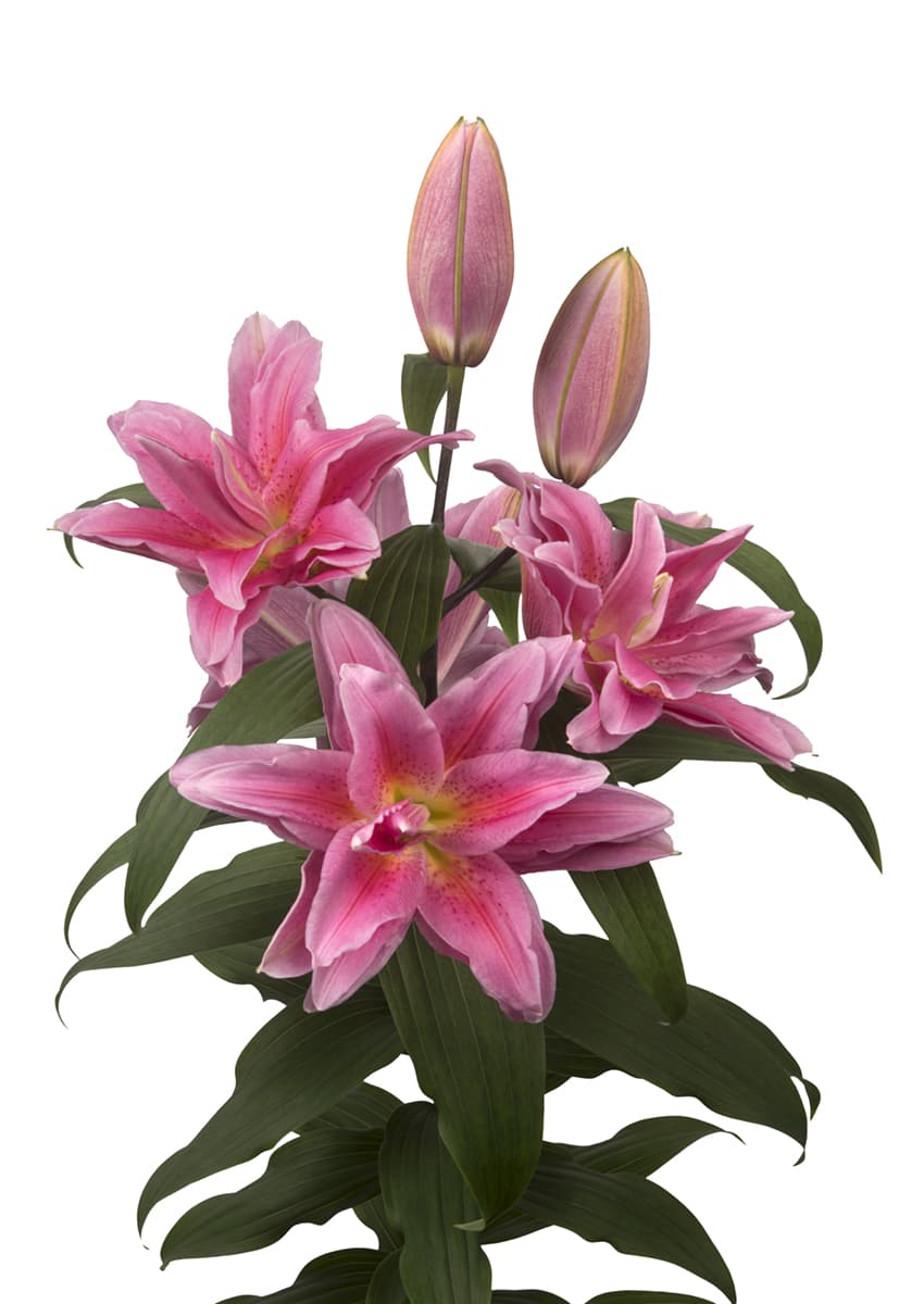 Roselily Juana Roselily Lilium