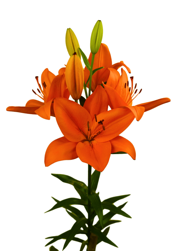 Dutch Passion Lilium