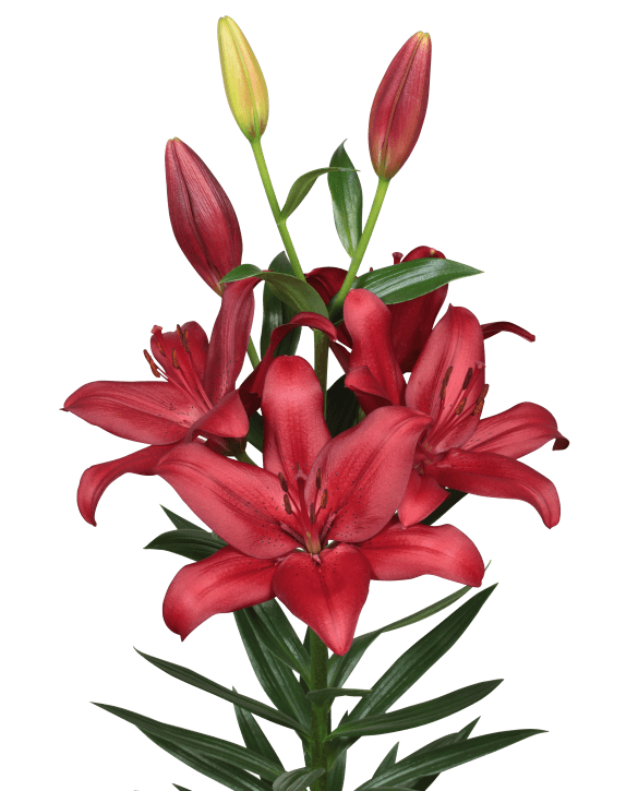 Modena Lilium