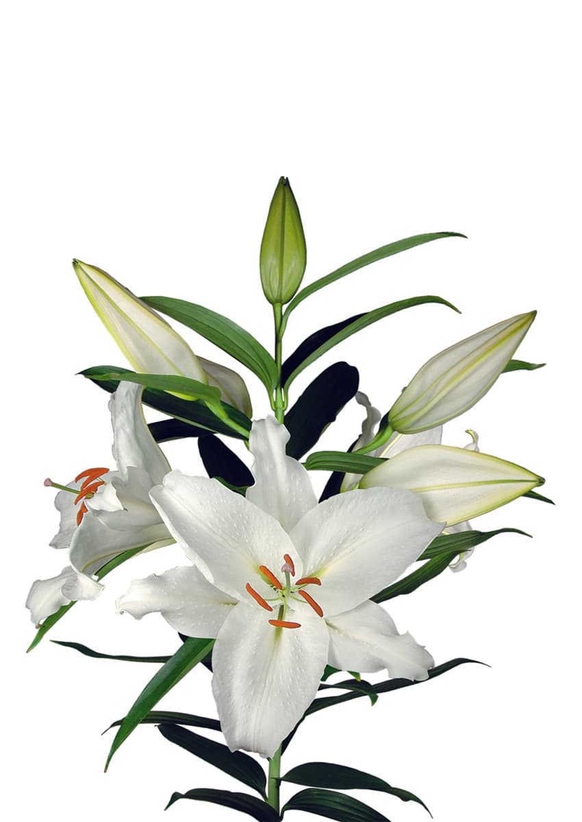Crystal Blanca Lilium
