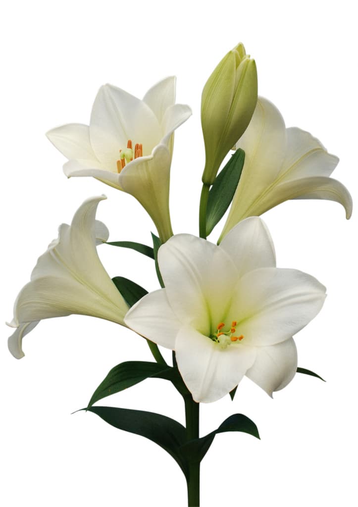 Watch up Lilium