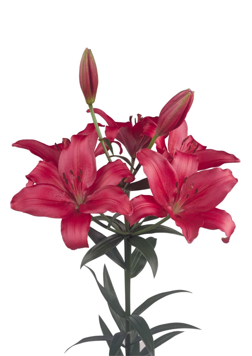 Fangio Lilium
