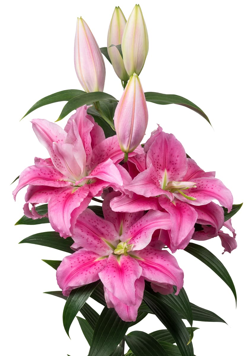 Roselily Clarissa