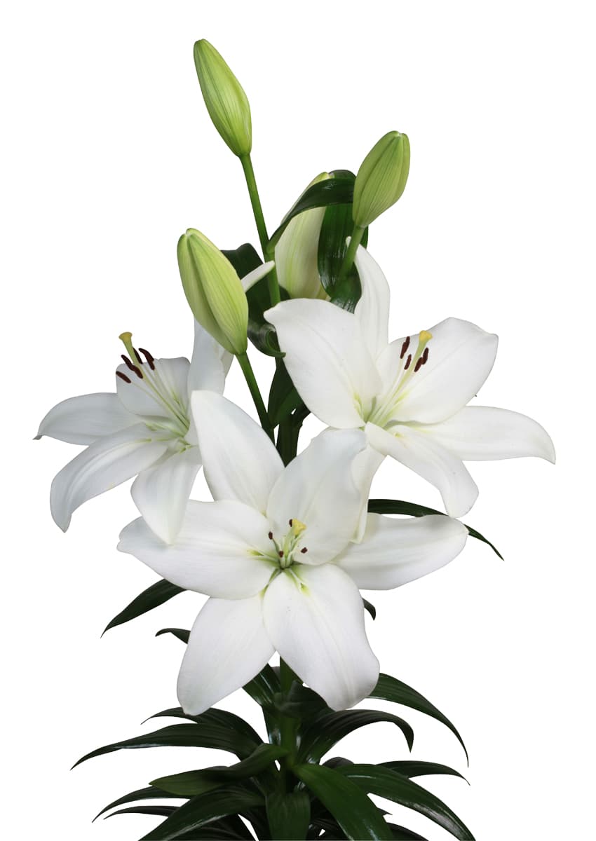 Rodengo Lilium