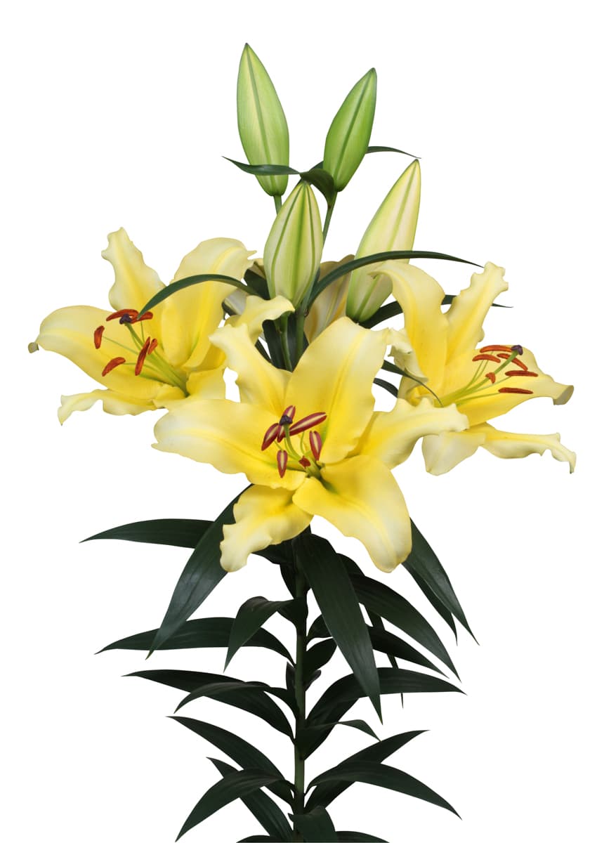 Vigneron  Lilium