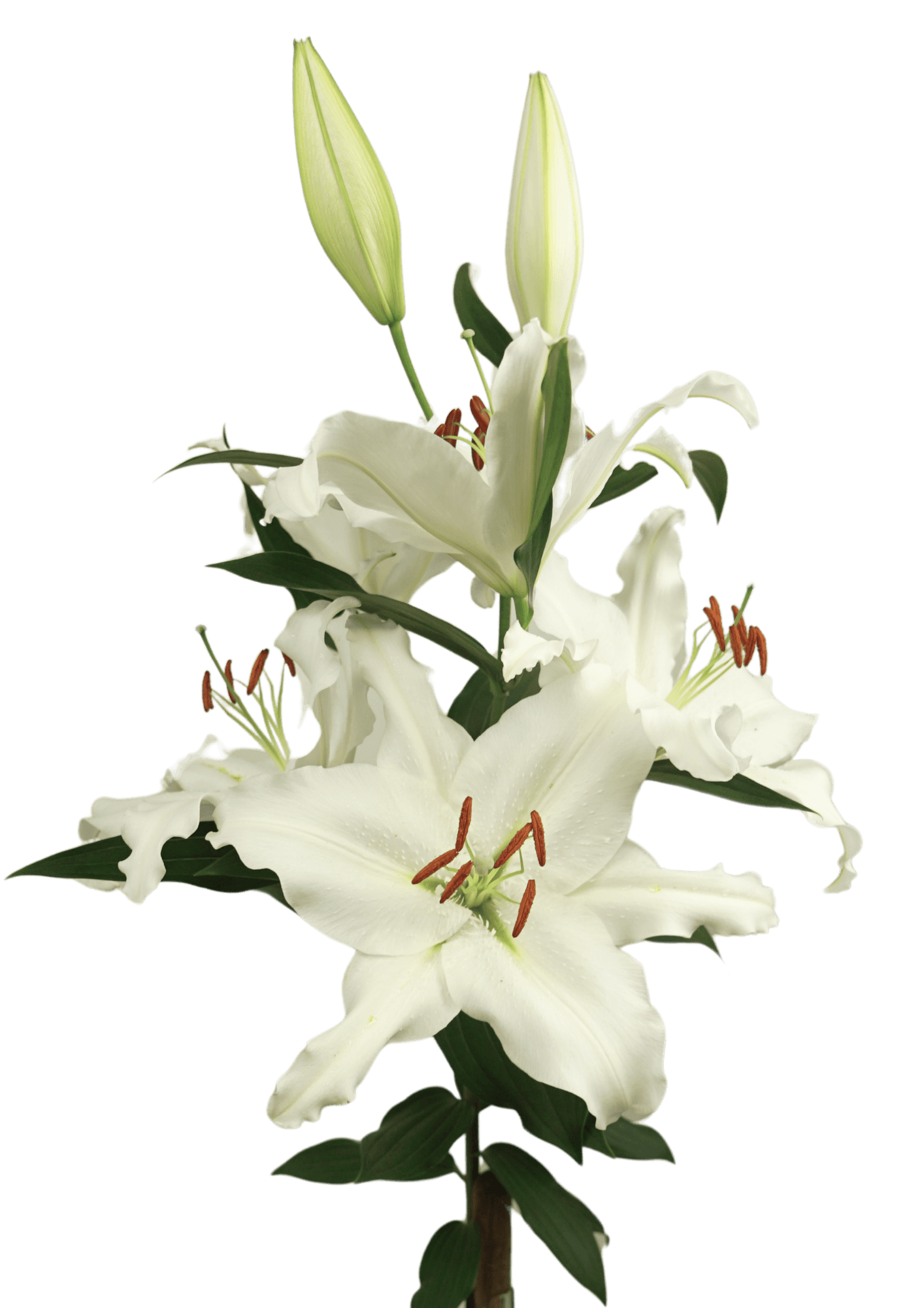Dutch Mountain Lilium