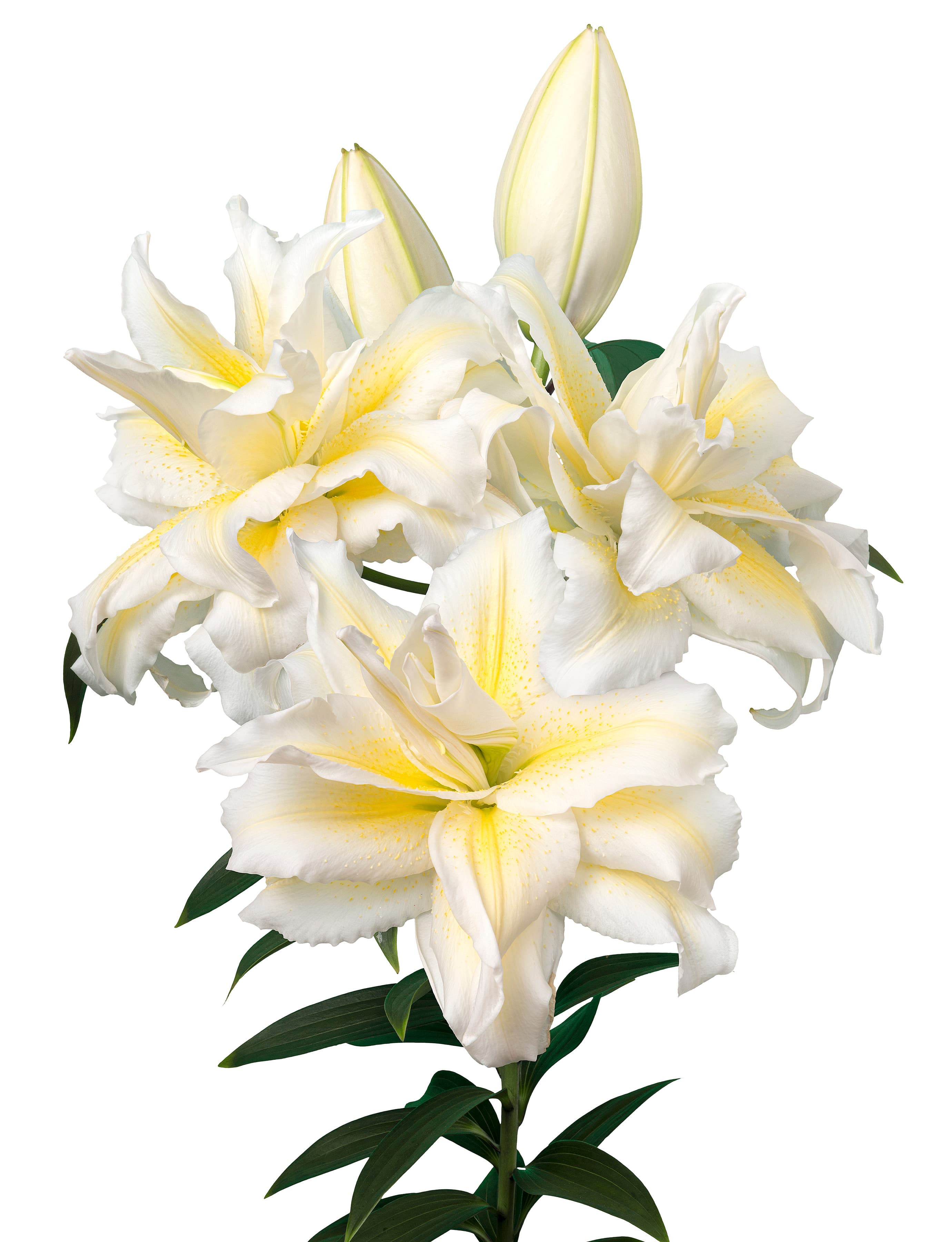 Roselily Irvana Roselily Lilium