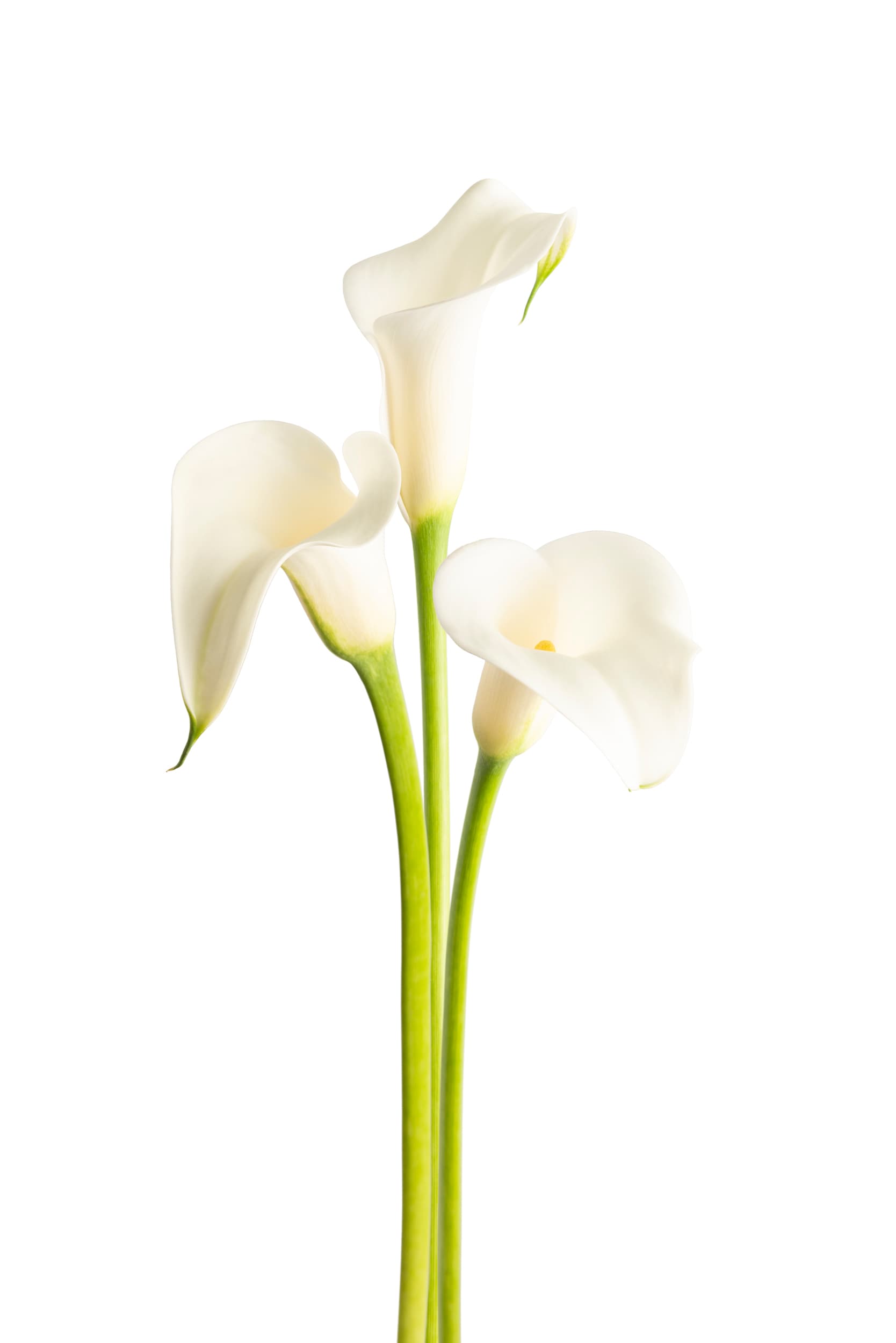 White Ideal Zantedeschia
