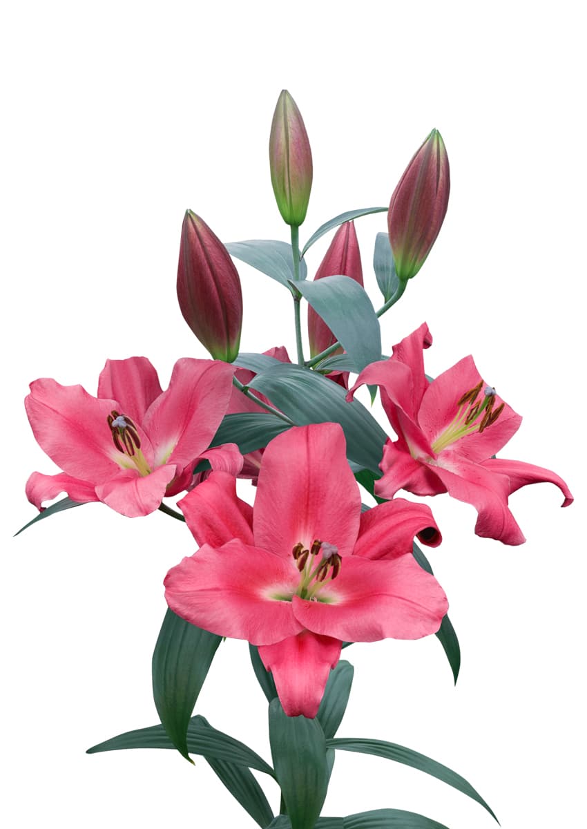 Corvette Lilium
