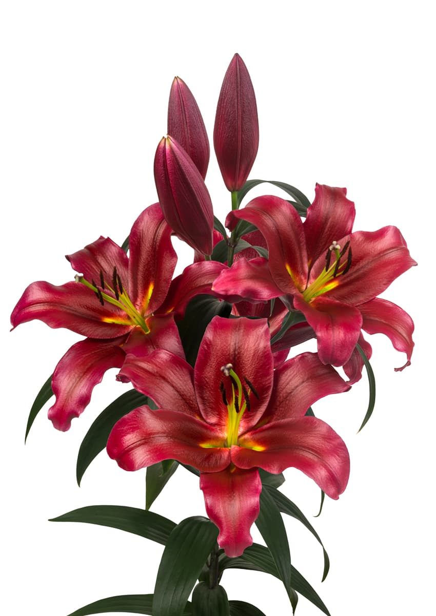 Lasting Love Lilium