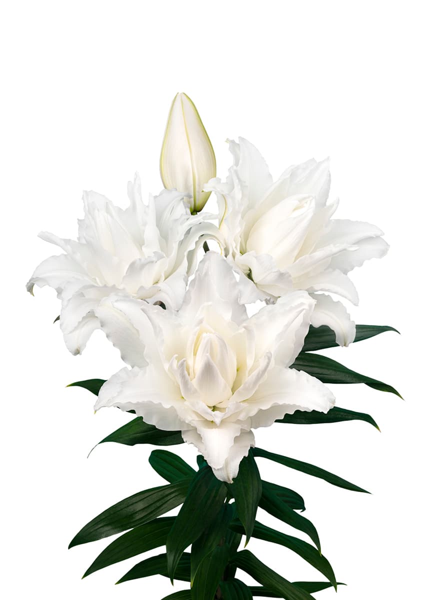 Roselily Nadia Roselily Lilium