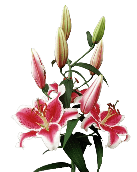 Starfighter Lilium