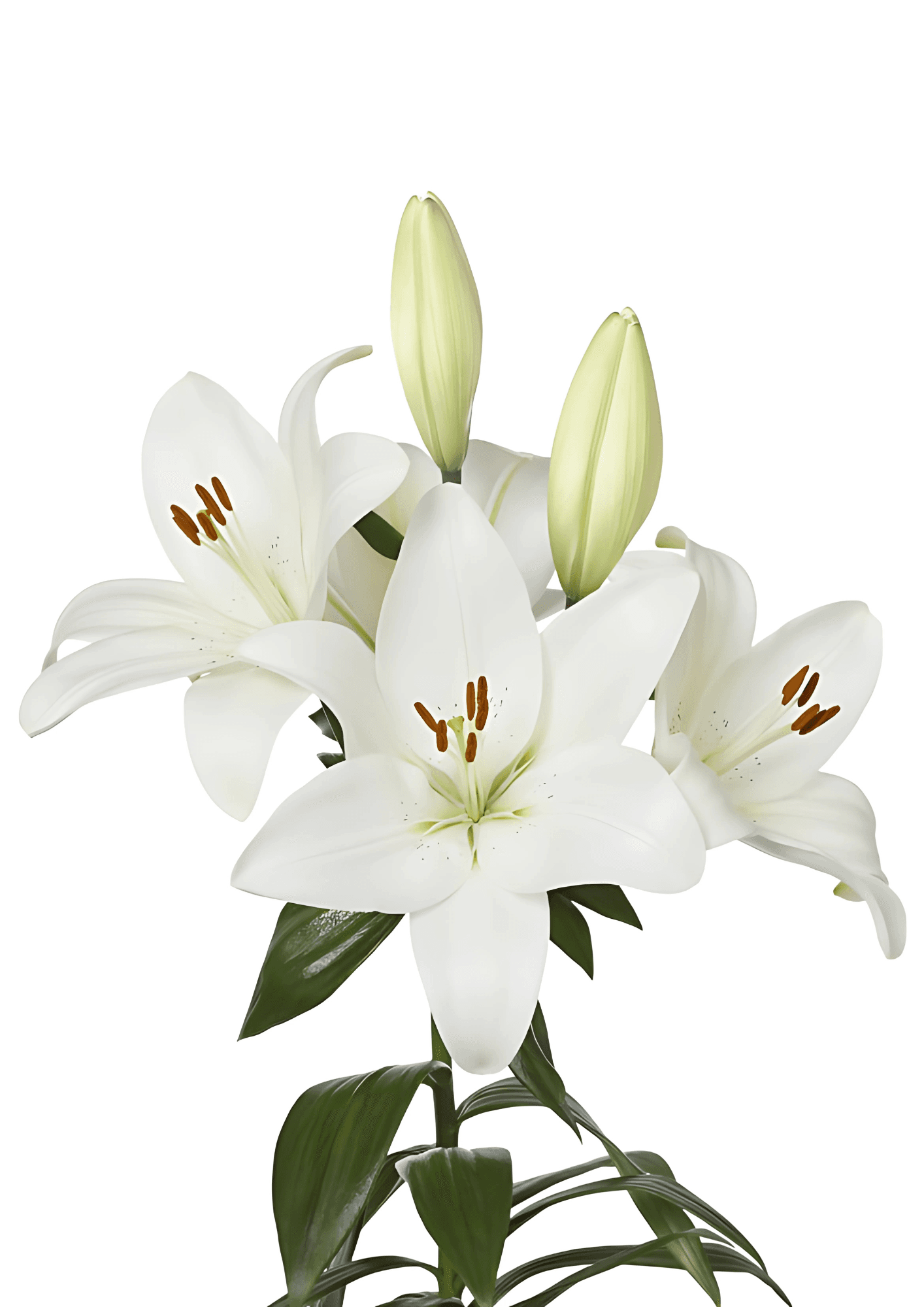 Mercato Lilium
