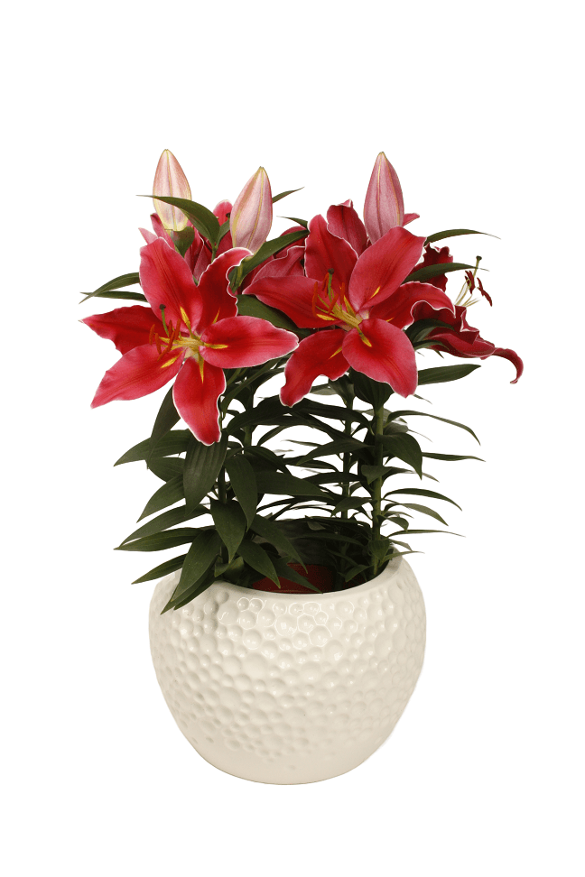 Sunny Benito Lily Looks Lilium