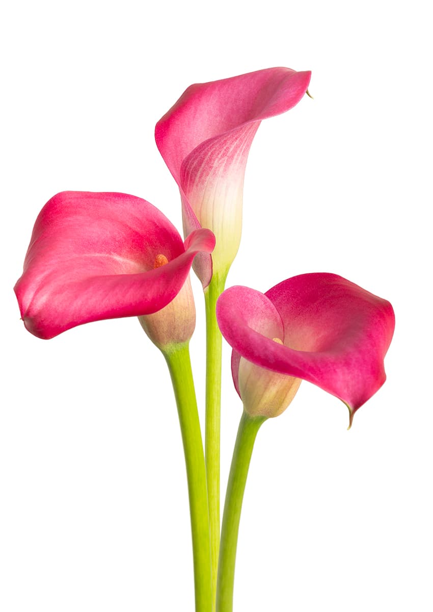 Zazu Zantedeschia